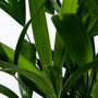 Stokpalm blad